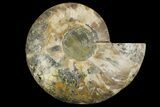 Cut & Polished Ammonite Fossil (Half) - Crystal Chambers #158028-1